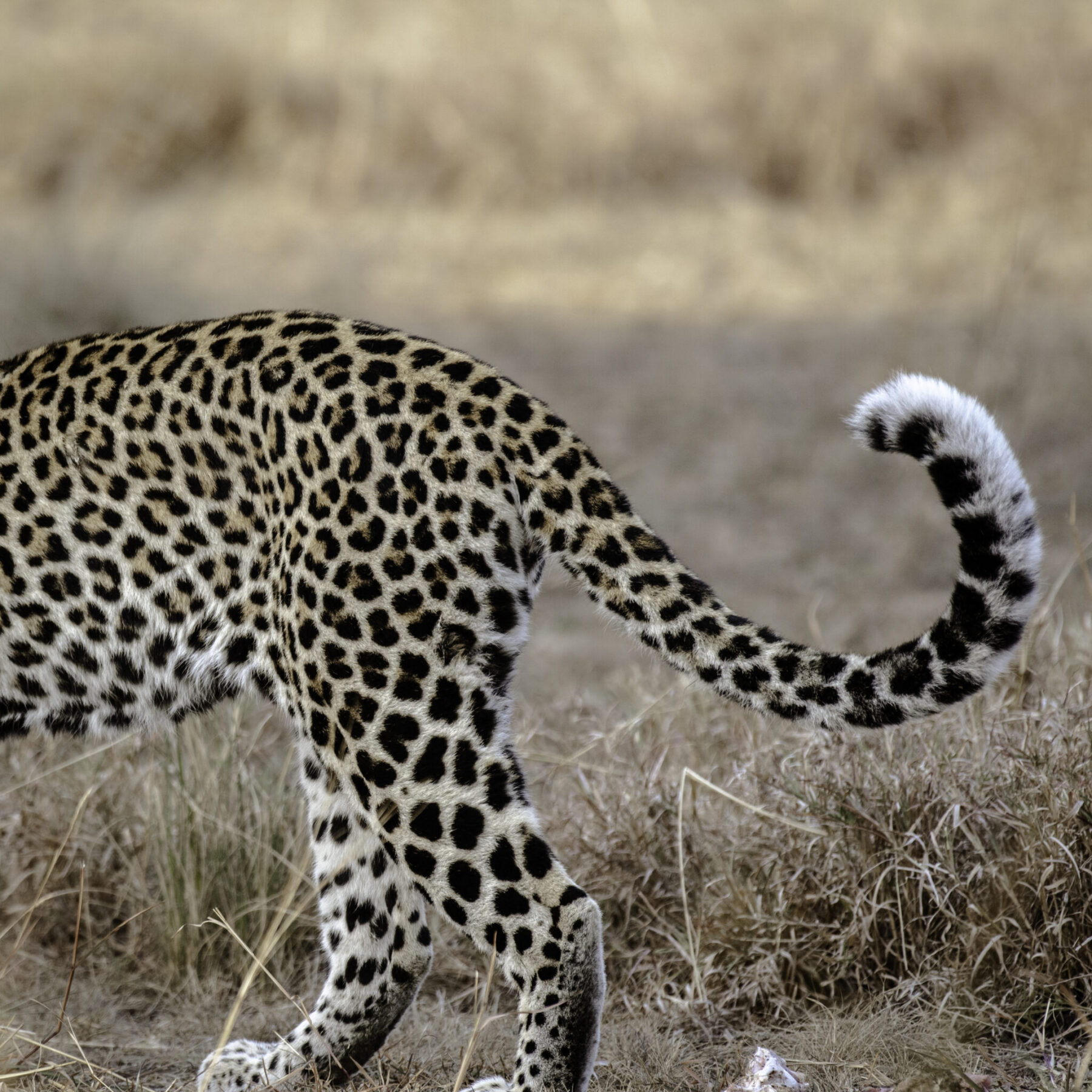 En leopard som går genom torrt gräs i Queen Elizabeth National Park, Uganda.