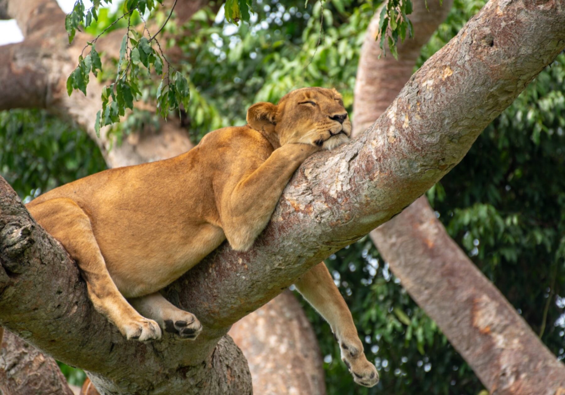 En lejonhona som sover på en gren i Queen Elizabeth National Park, Uganda.