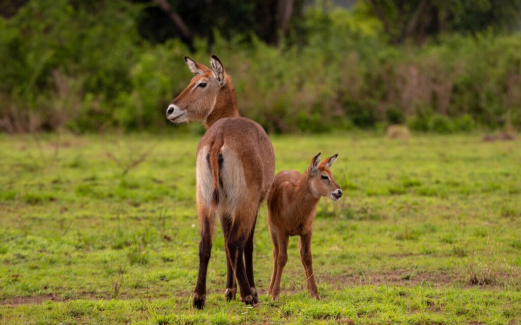 Vattenbock med kalv i Queen Elizabeth National Park.