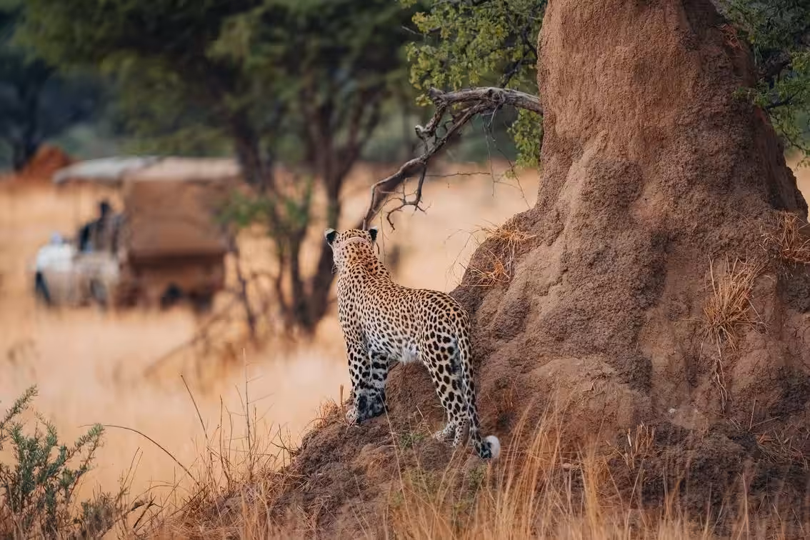Okonjima Nature Reserve