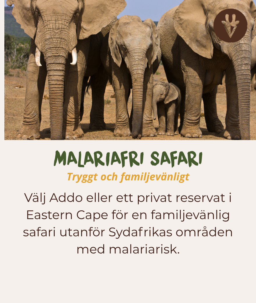 Malariafri familjesafari i Addo Elephant nationalpark eller Eastern Cape.
