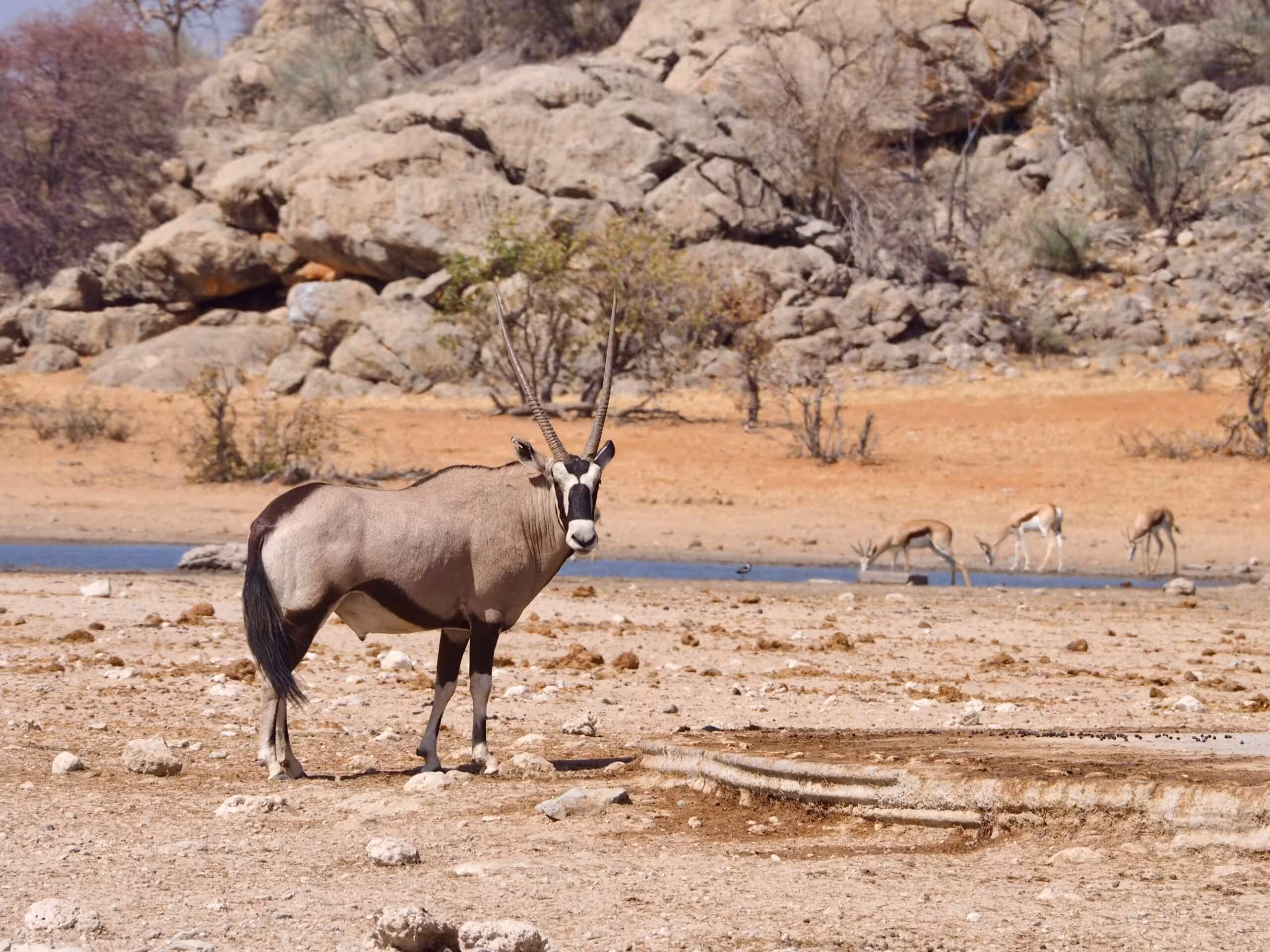 Ongava Game Reserve