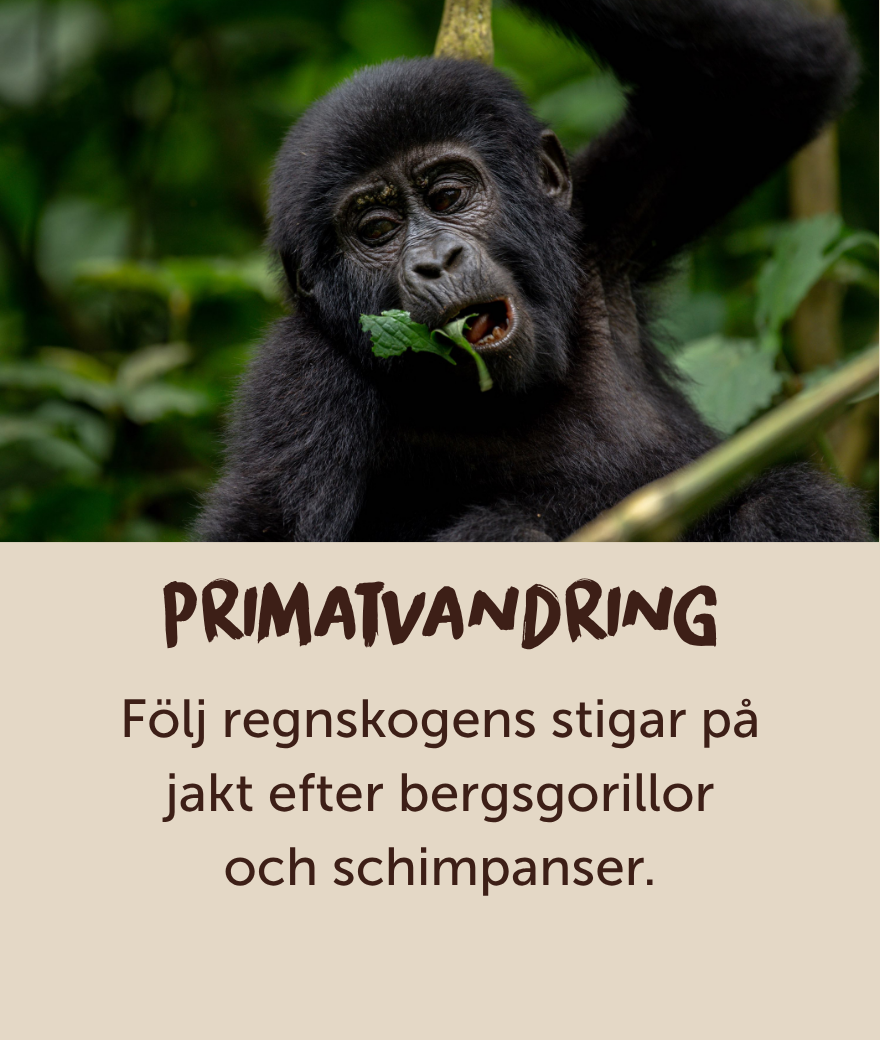 Ung bergsgorilla äter löv i Ugandas regnskog.