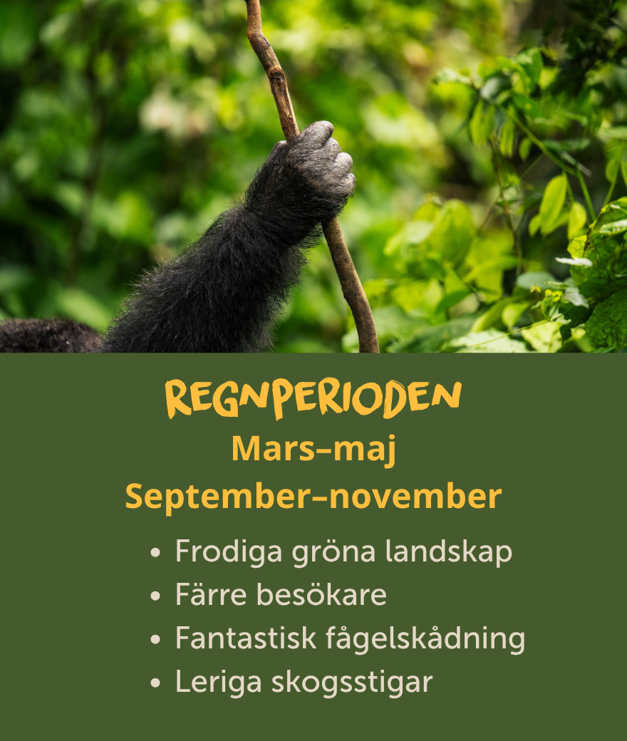 Regnperioderna i Uganda infaller från mars till maj och september till november och bjuder på frodiga landskap, färre besökare och fantastisk fågelskådning.