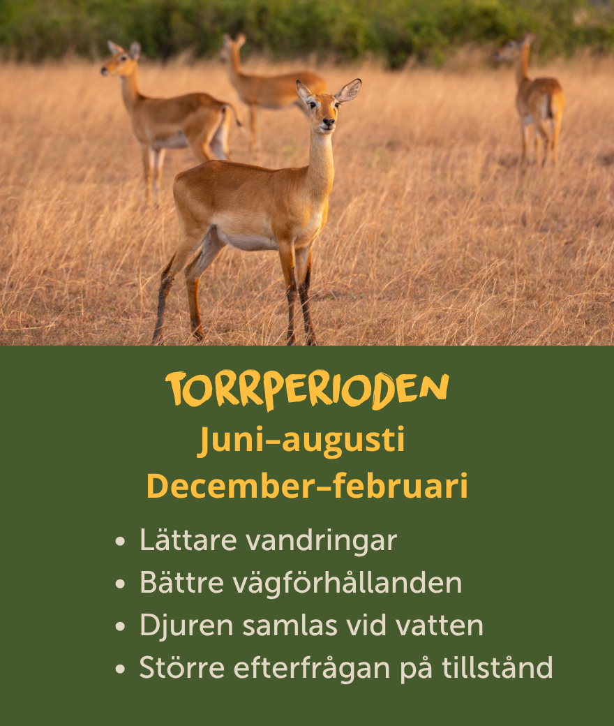 Torrperioderna i Uganda infaller från juni till augusti och december till februari och bjuder på enklare vandringar, bättre vägförhållanden och djur nära vatten.