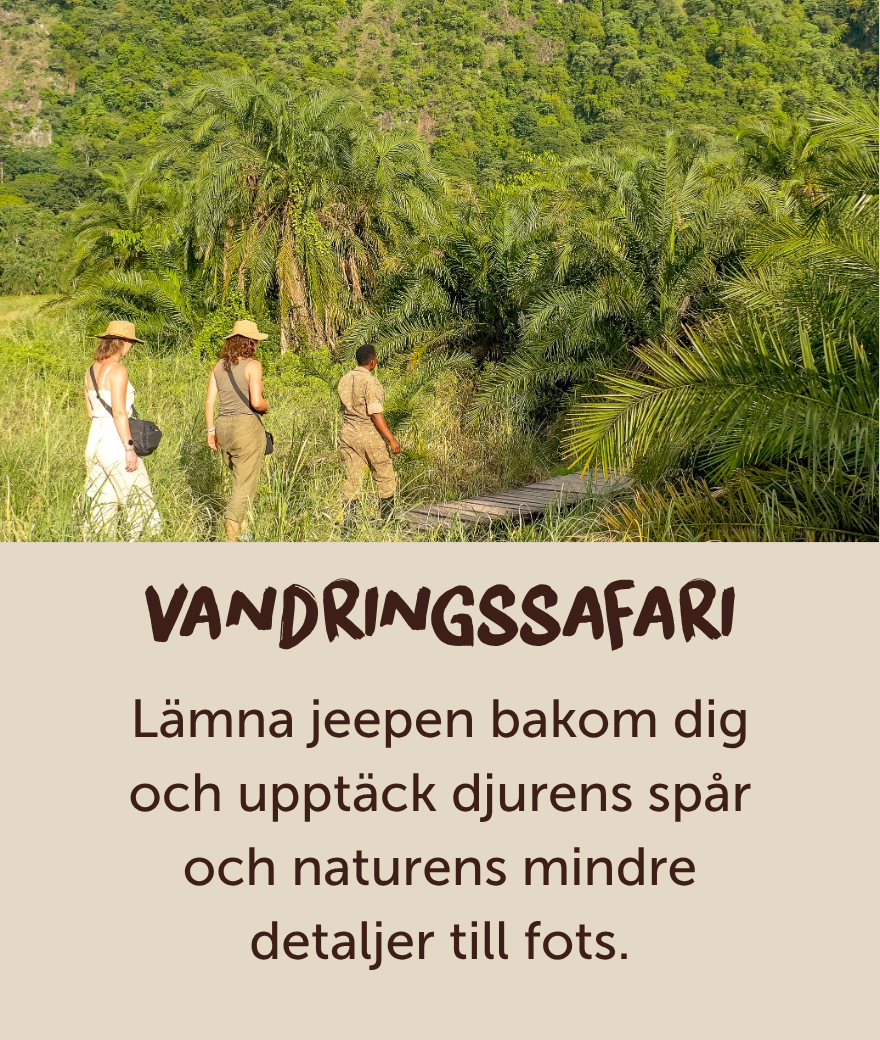 Resenärer utforskar Ugandas grönskande landskap under en guidad vandringssafari.